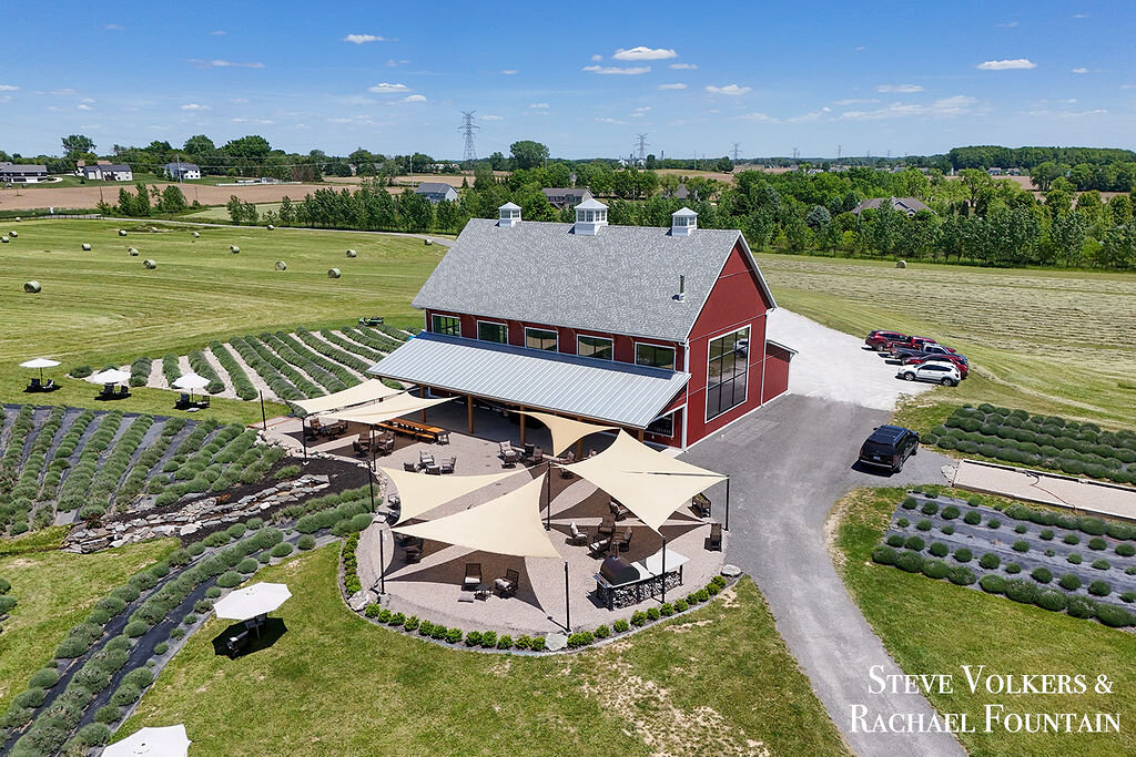 The barn framed by rows of lavender