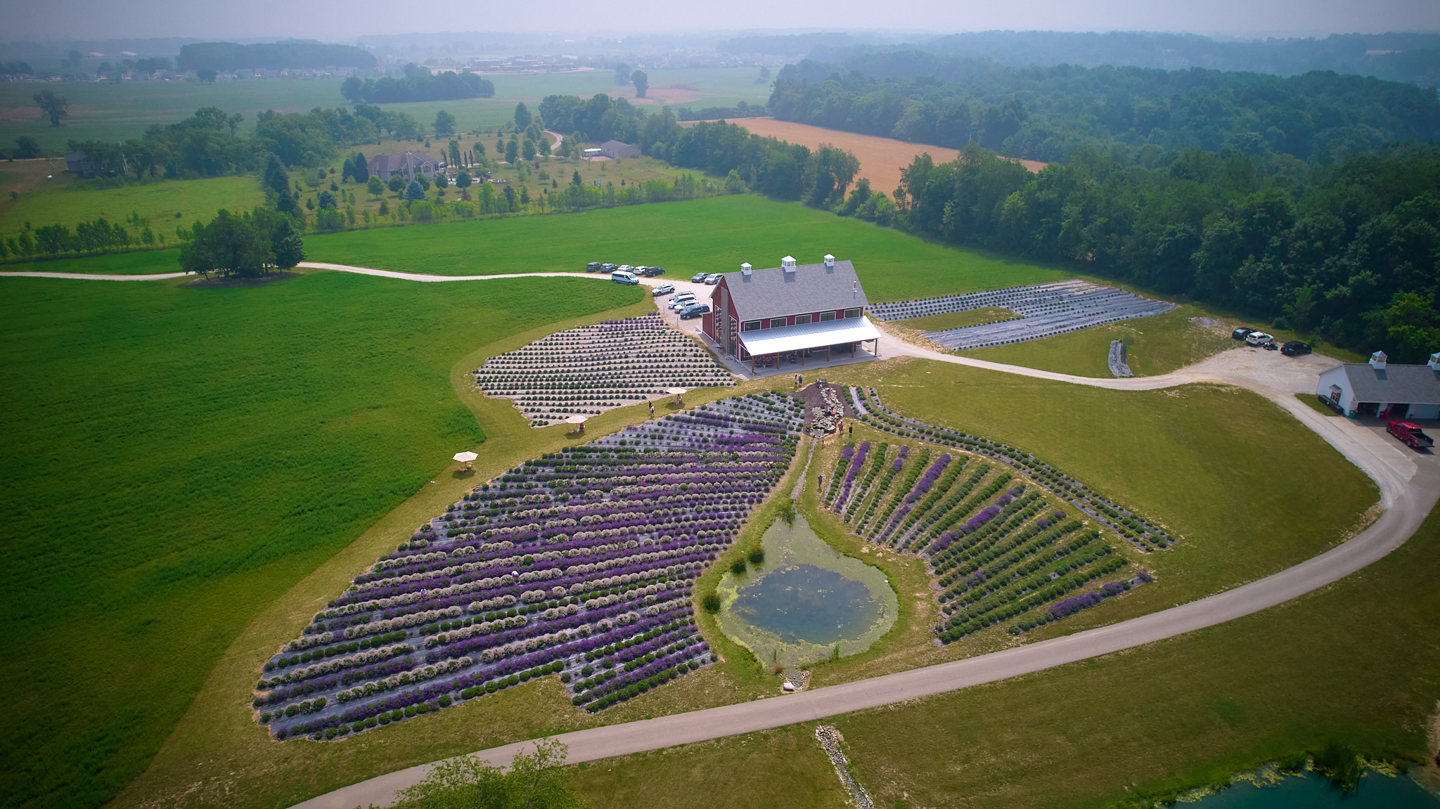 Aerial of the lavender rows and the barn